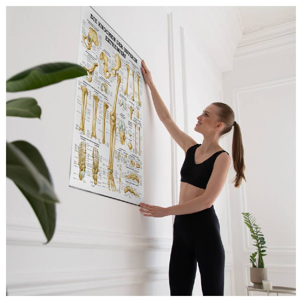 Sport Tec Lehrtafel "Die Knochen der unteren Extremität", LxB 100x70 cm Begrenztes Angebot