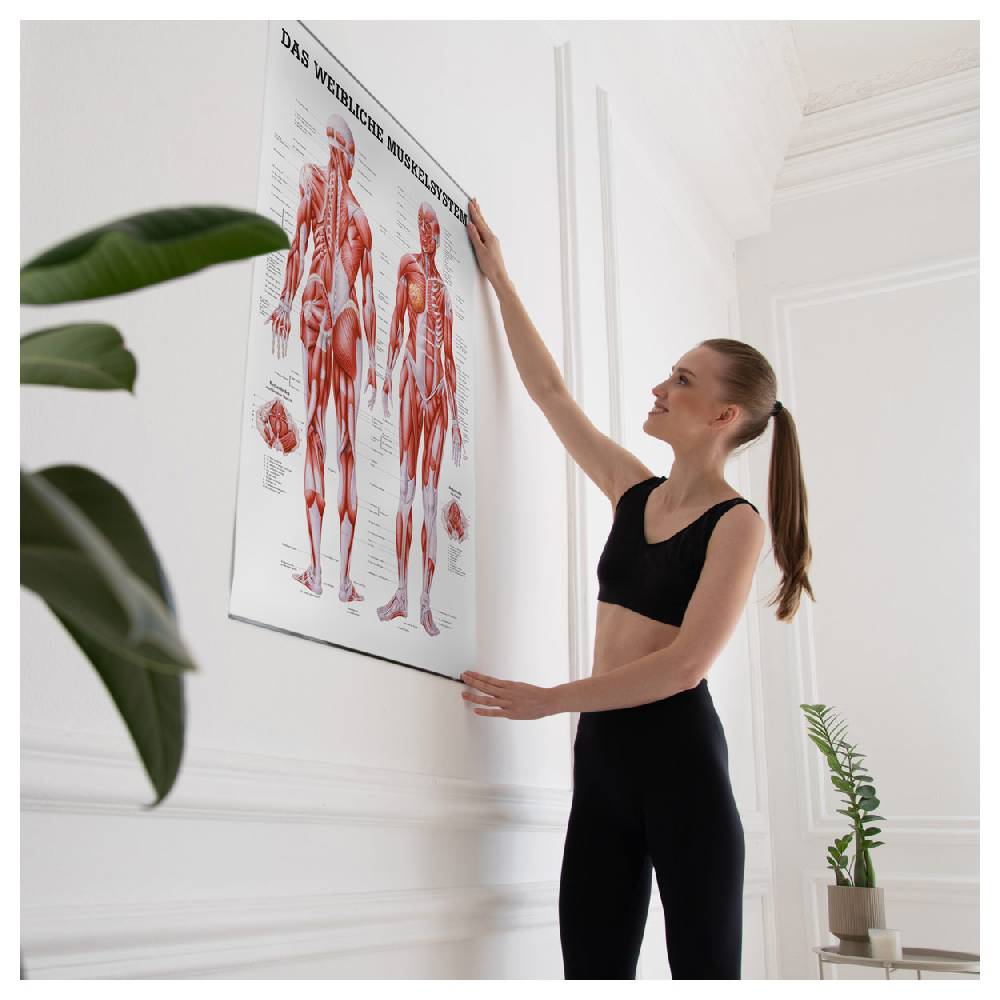 Sport Tec Lehrtafel "Weibliches Muskelsystem", LxB 100x70 cm Preisnachlass