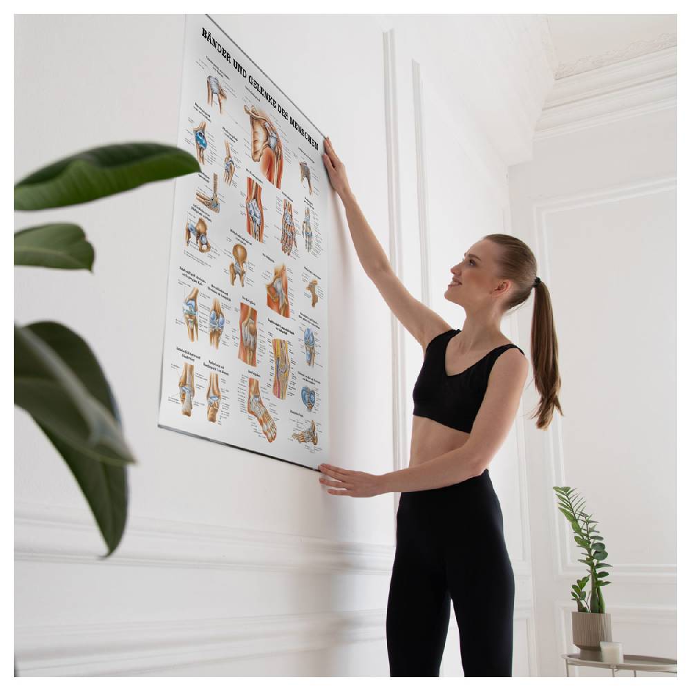 Sport Tec Lehrtafel "Bänder u. Gelenke", LxB 100x70 cm Saisonschlussverkauf