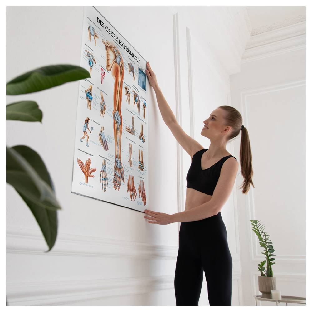 Sport Tec Lehrtafel "Obere Extremität", LxB 100x70 cm Cyber Monday