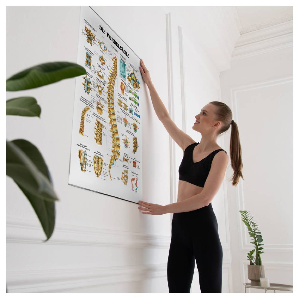 Sport Tec Lehrtafel "Die Wirbelsäule", LxB 100x70 cm Vatertagsangebot