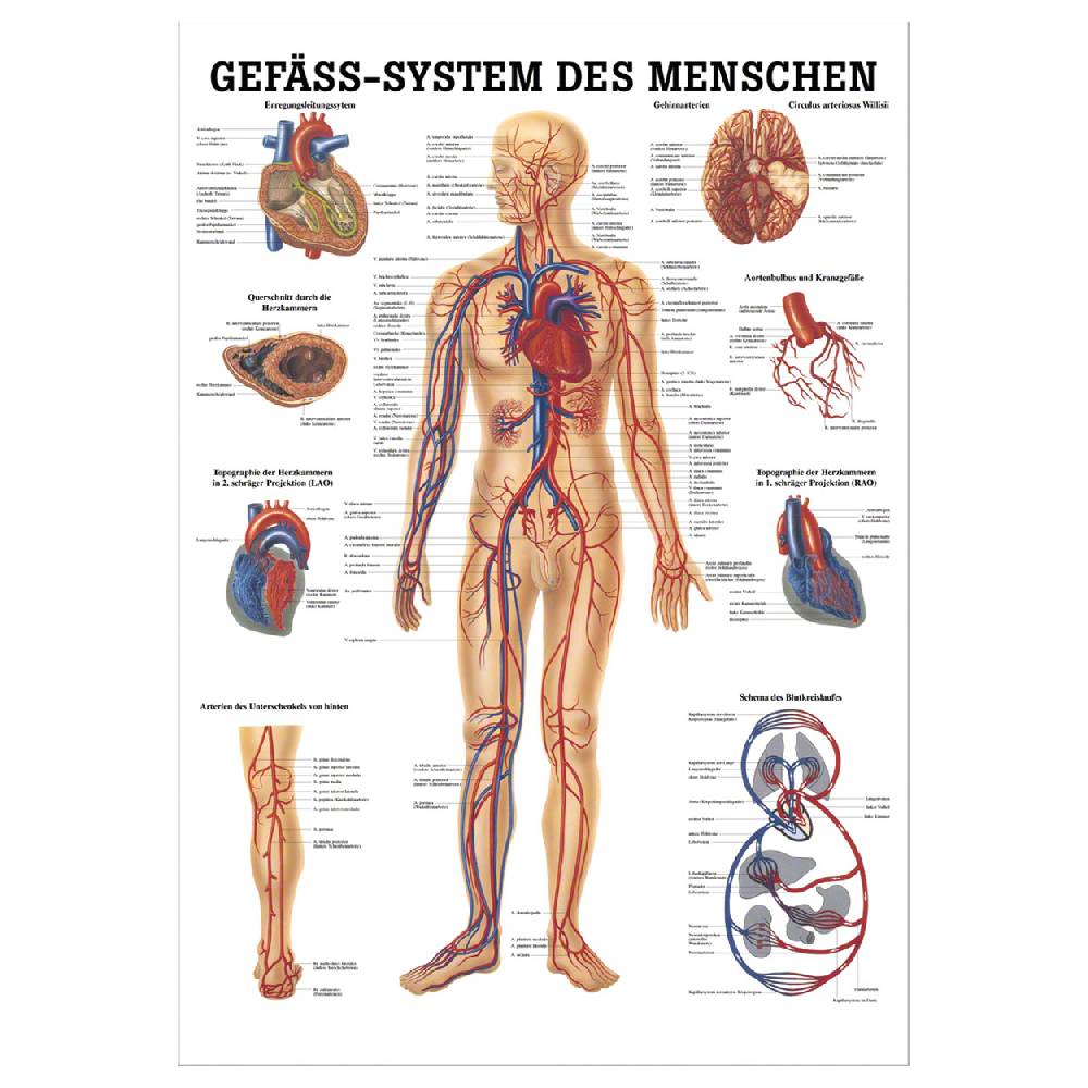 Sport Tec Lehrtafel "Das Gefäßsystem", LxB 100x70 cm Valentinstagsangebot