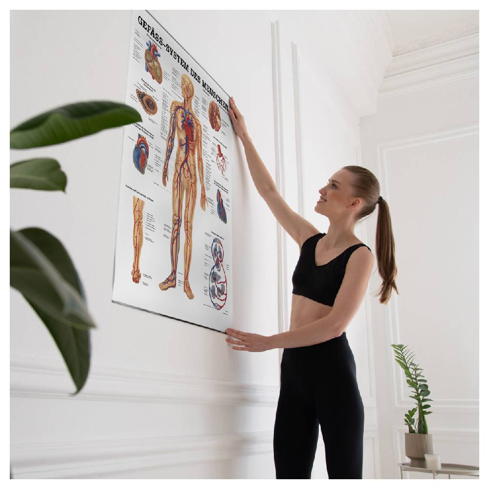 Sport Tec Lehrtafel "Das Gefäßsystem", LxB 100x70 cm Valentinstagsangebot
