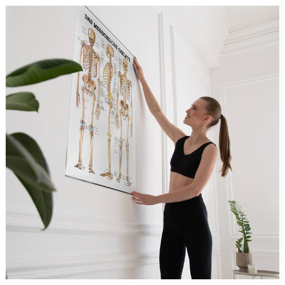 Sport Tec Lehrtafel "Das menschliche Skelett", LxB 100x70 cm Heißer Verkauf