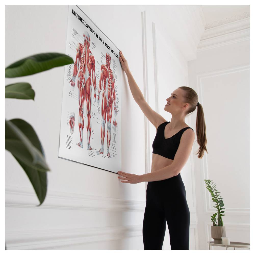 Sport Tec Lehrtafel "Menschliches Muskelsystem", LxB 100x70 cm, Top Angebot