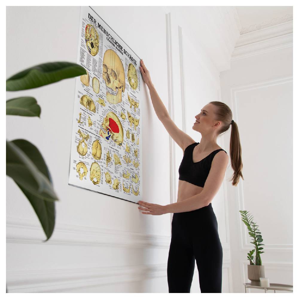 Sport Tec Lehrtafel "Der Schädel", LxB 100x70 cm Online Outlet