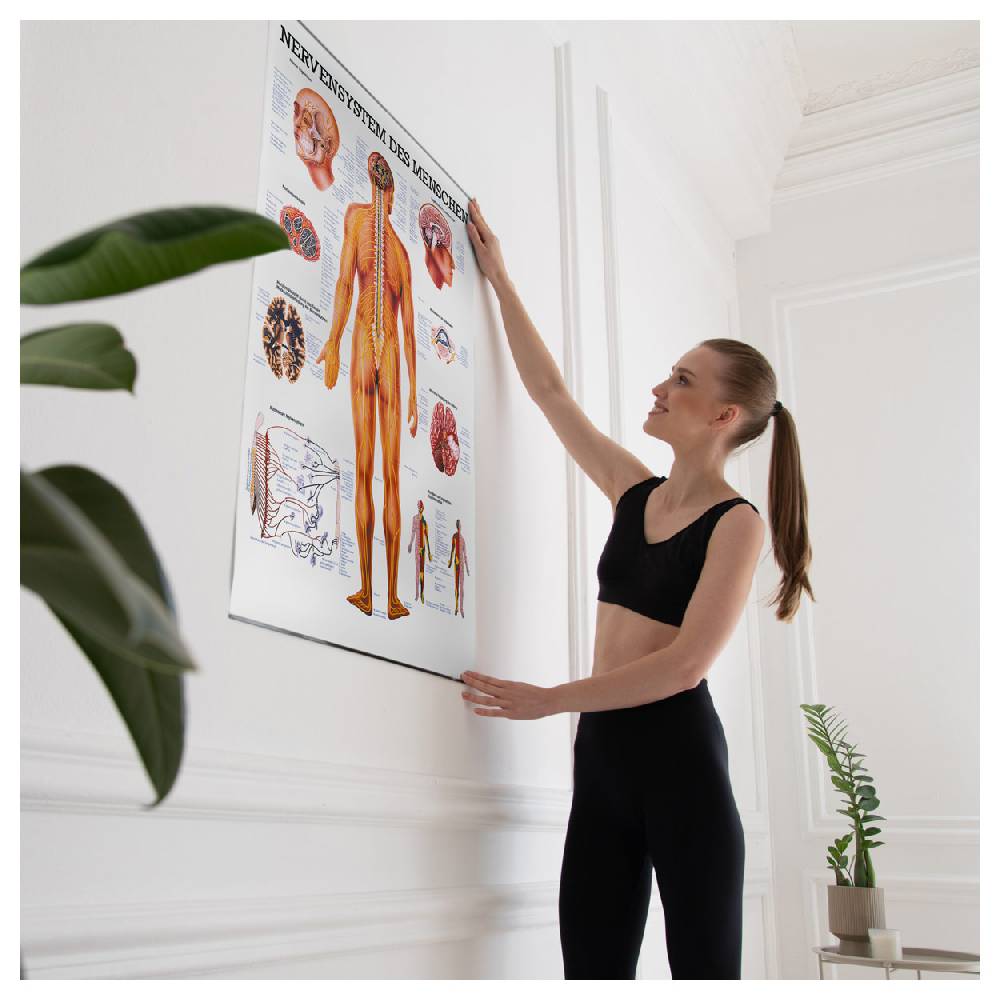 Sport Tec Lehrtafel "Das Nervensystem", LxB 100x70 cm Zeitlich begrenztes Angebot