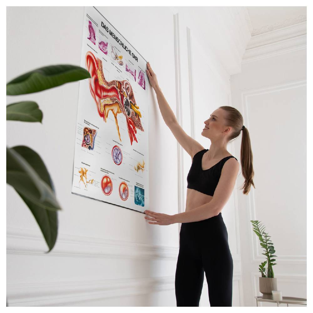 Sport Tec Lehrtafel "Das Ohr", LxB 100x70 cm Blitzangebot