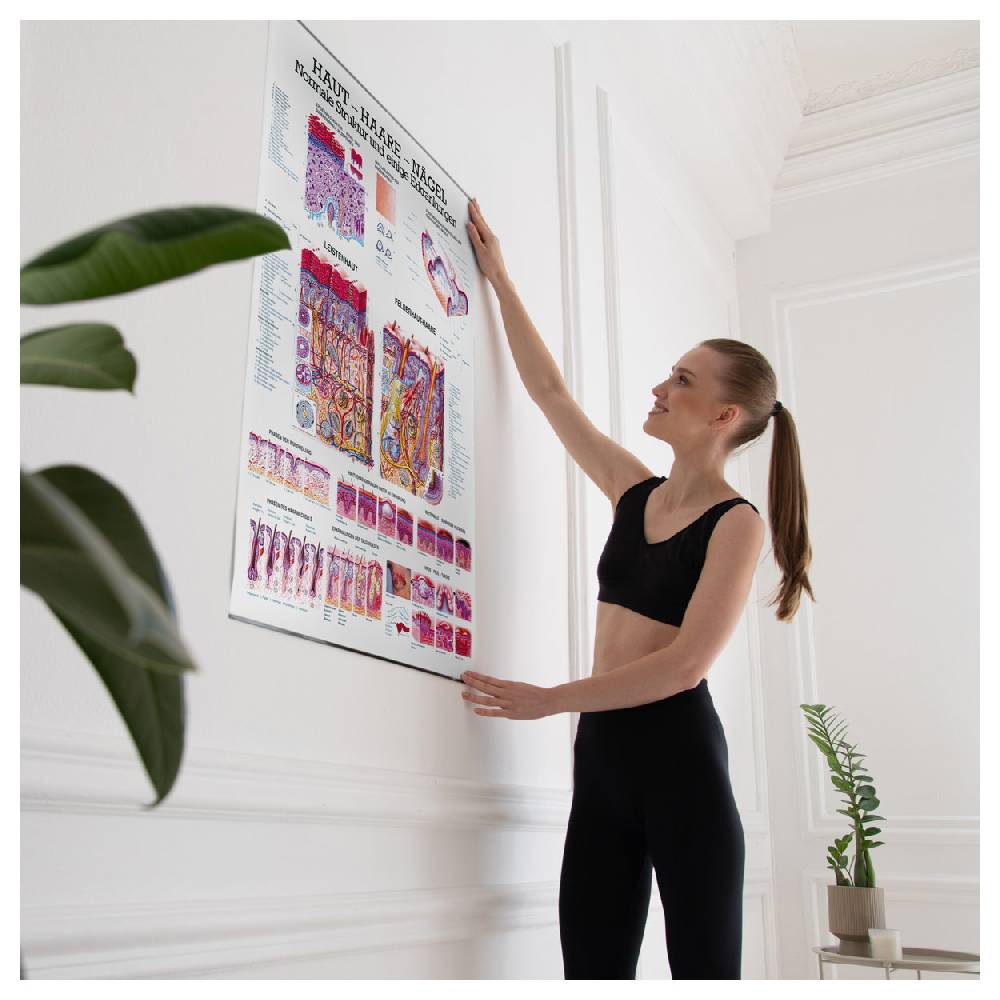 Sport Tec Lehrtafel "Haut-Haare-Nägel", LxB 100x70 cm Große Rabatte