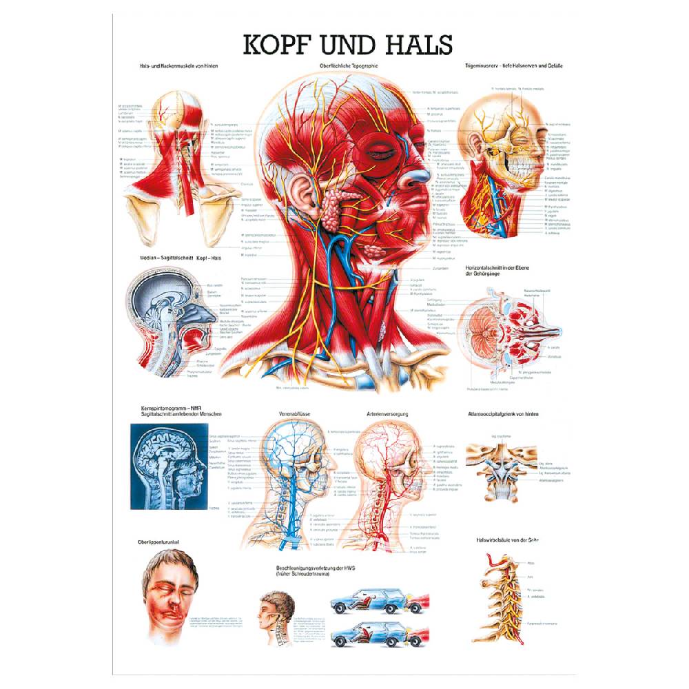 Sport Tec Lehrtafel "Kopf u. Hals", LxB 100x70 cm Neuheiten