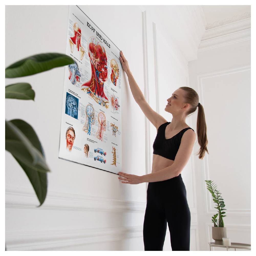 Sport Tec Lehrtafel "Kopf u. Hals", LxB 100x70 cm Neuheiten