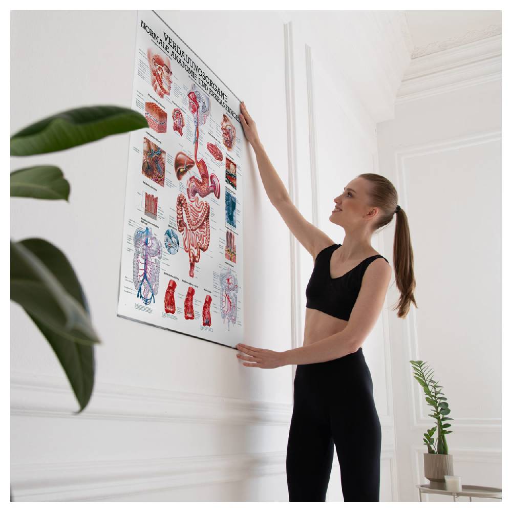 Sport Tec Lehrtafel "Verdauungsorgane", LxB 100x70 cm Bestseller