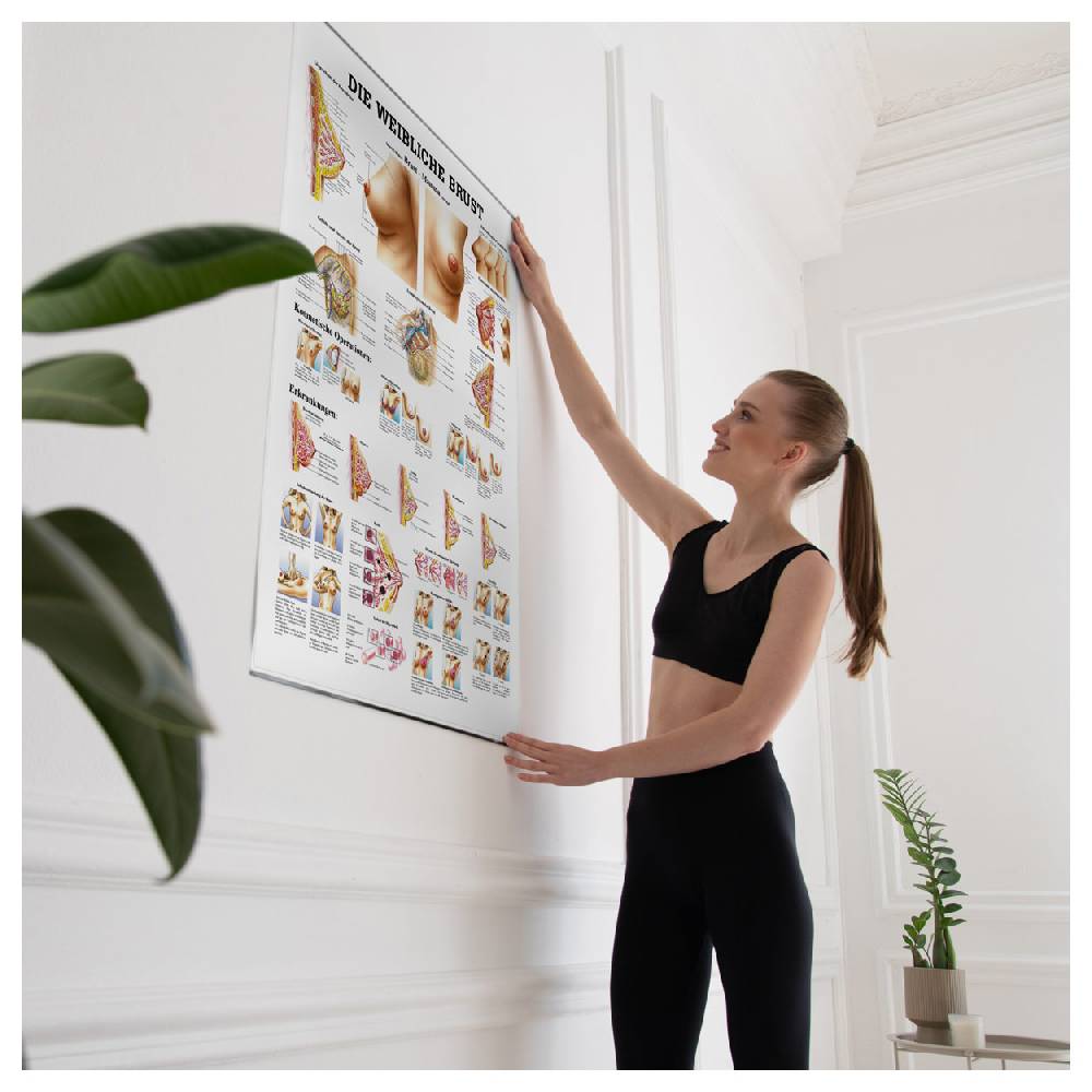 Sport Tec Lehrtafel "Weibliche Brust", LxB 100x70 cm Kauf eins, bekomm eins gratis