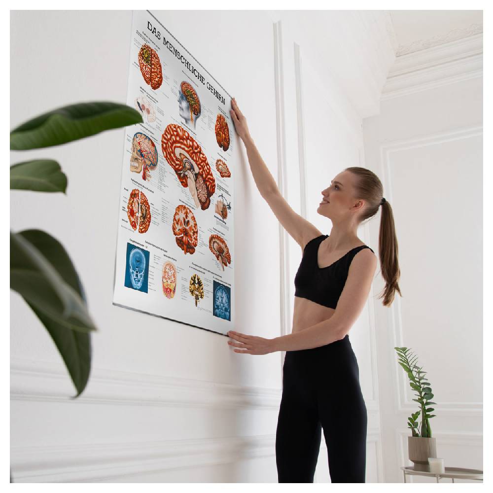 Sport Tec Lehrtafel "Das Gehirn", LxB 100x70 cm VIP-Rabatte