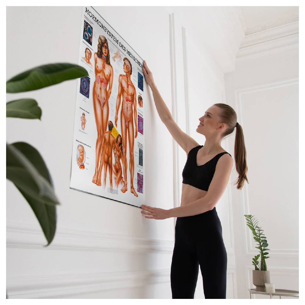 Sport Tec Lehrtafel "Das Hormonsystem", LxB 100x70 cm Tiefpreis