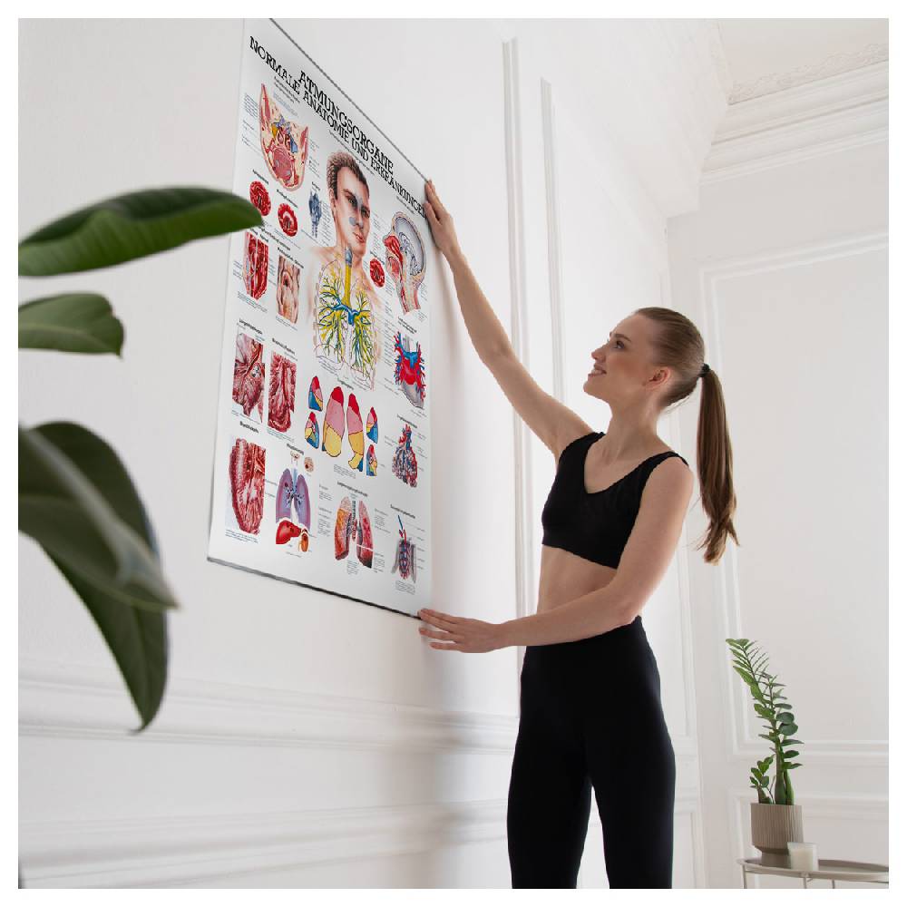 Sport Tec Lehrtafel "Die Atmungsorgane", LxB 100x70 cm Super Sparpreis