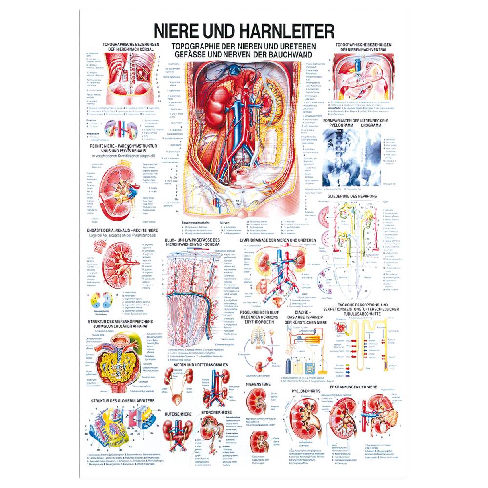 Sport Tec Lehrtafel "Niere u. Harnleiter", LxB 100x70 cm Wochenangebot