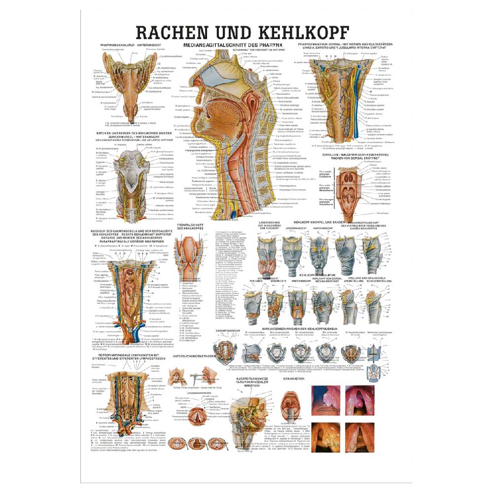 Sport Tec Lehrtafel "Rachen u. Kehlkopf", LxB 100x70 cm Kostenlose Rückgabe
