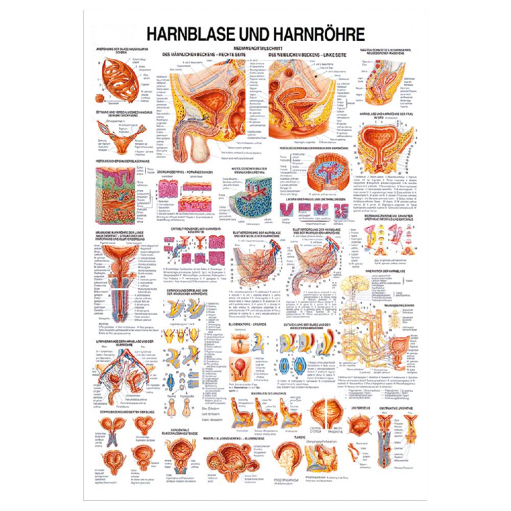 Sport Tec Lehrtafel "Harnblase u. Harnröhre", LxB 100x70 cm Letzte 3 Tage