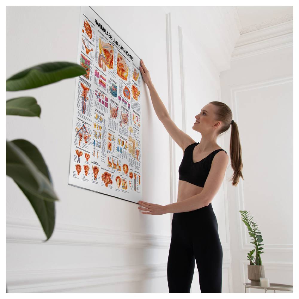 Sport Tec Lehrtafel "Harnblase u. Harnröhre", LxB 100x70 cm Letzte 3 Tage