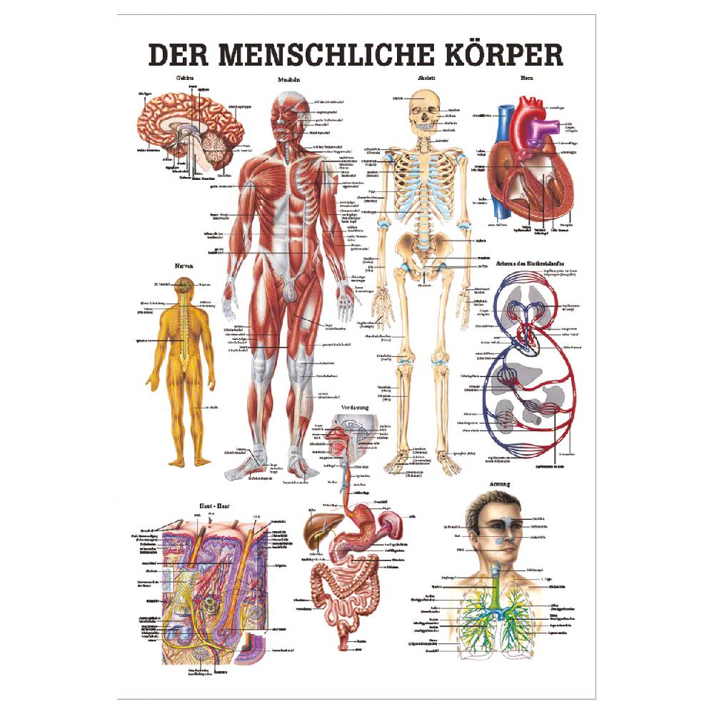 Sport Tec Lehrtafel "Der menschliche Körper", LxB 100x70 cm Nur für heute