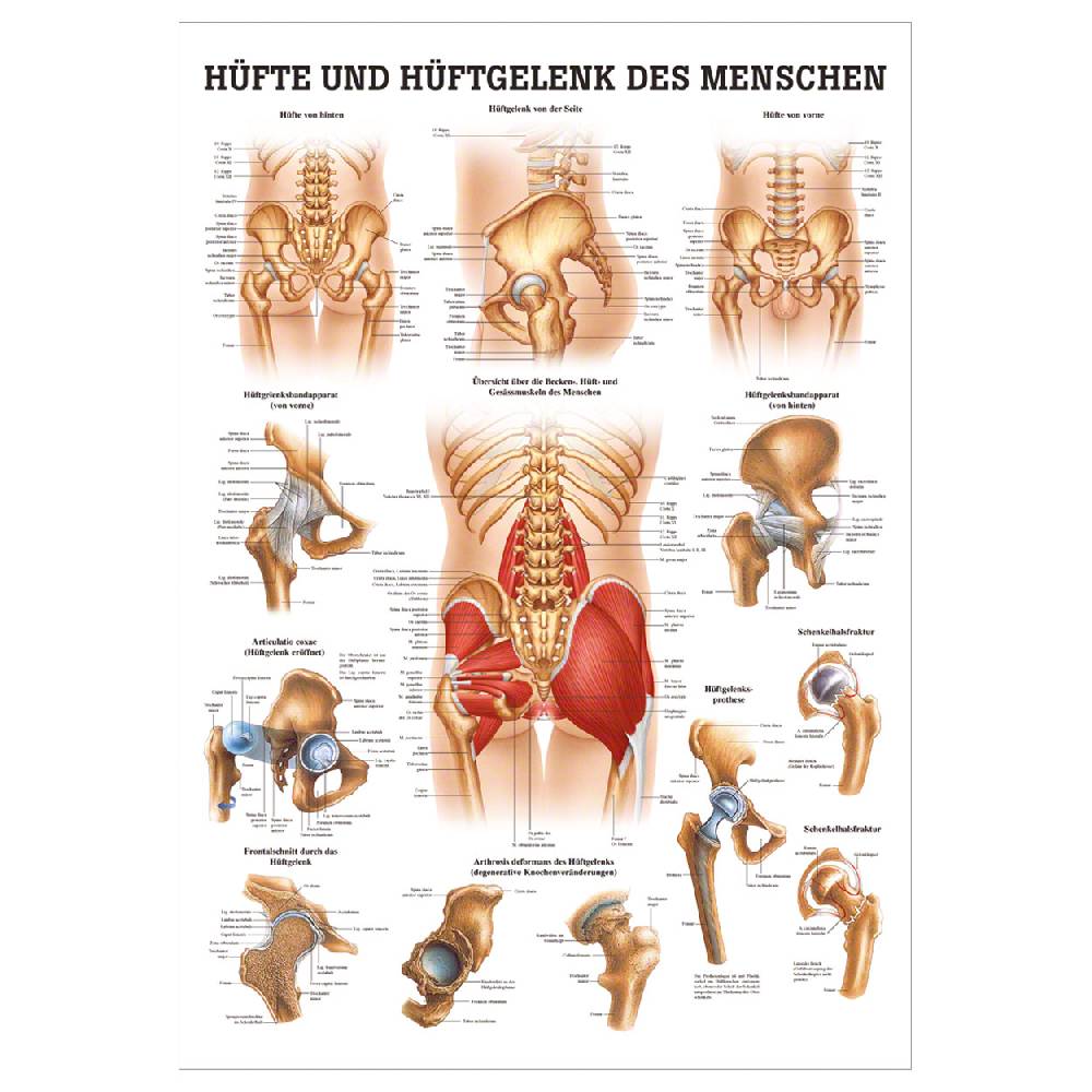 Sport Tec Lehrtafel "Hüfte und Hüftgelenk", LxB 100x70 cm Sonderangebot der Fabrik