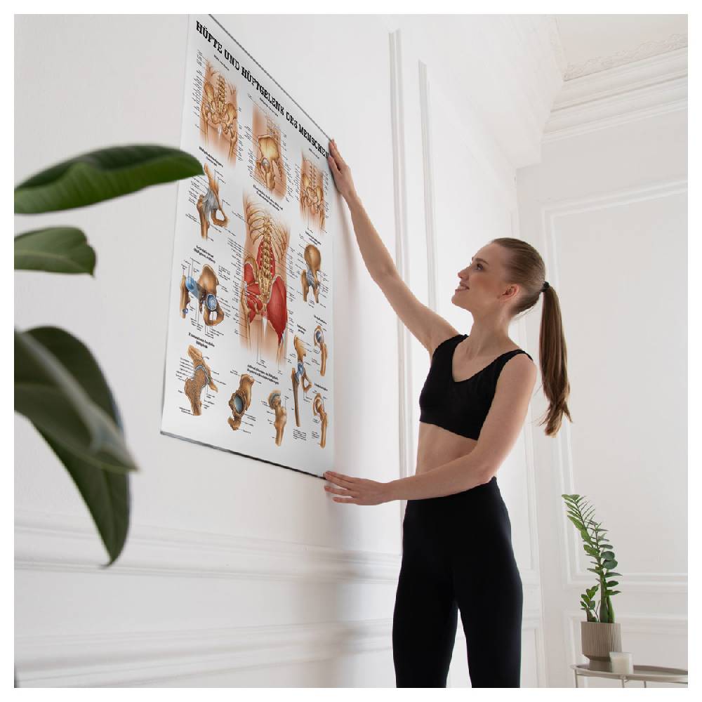 Sport Tec Lehrtafel "Hüfte und Hüftgelenk", LxB 100x70 cm Sonderangebot der Fabrik