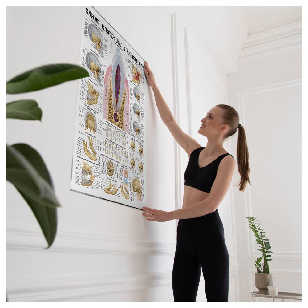 Sport Tec Lehrtafel "Zähne und Kiefergelenk", LxB 100x70 cm Bis zu 55% Rabatt