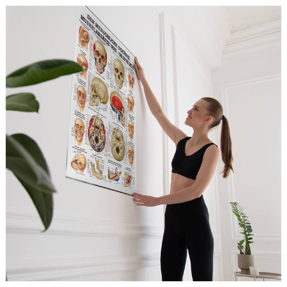 Sport Tec Lehrtafel "Der Schädel - Muskelansätze und Ursprünge", LxB 100x70 cm Discount Store für neue Produkte