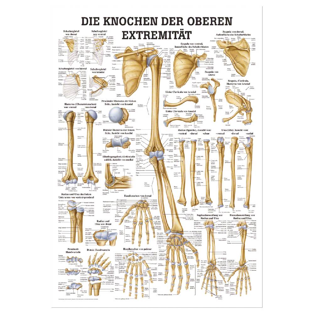 Sport Tec Lehrtafel "Die Knochen der oberen Extremität", LxB 100x70 cm Nur noch ein Tag übrig