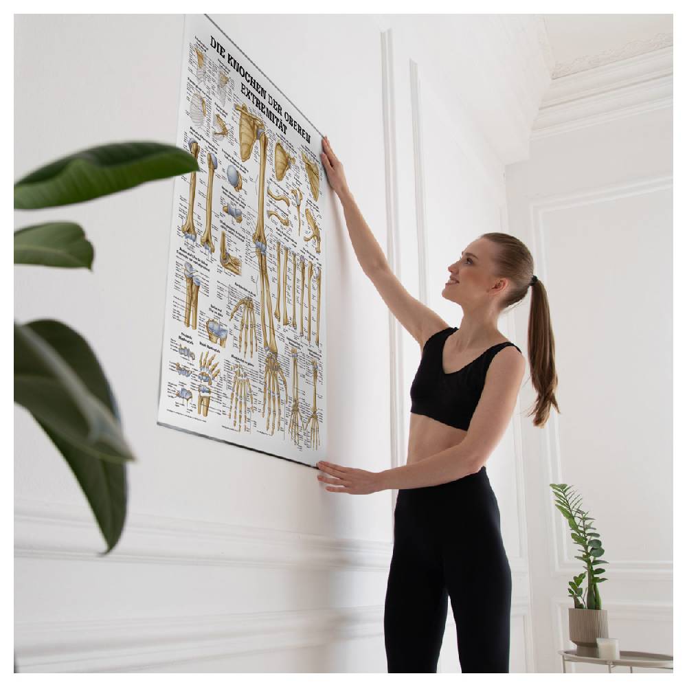 Sport Tec Lehrtafel "Die Knochen der oberen Extremität", LxB 100x70 cm Nur noch ein Tag übrig