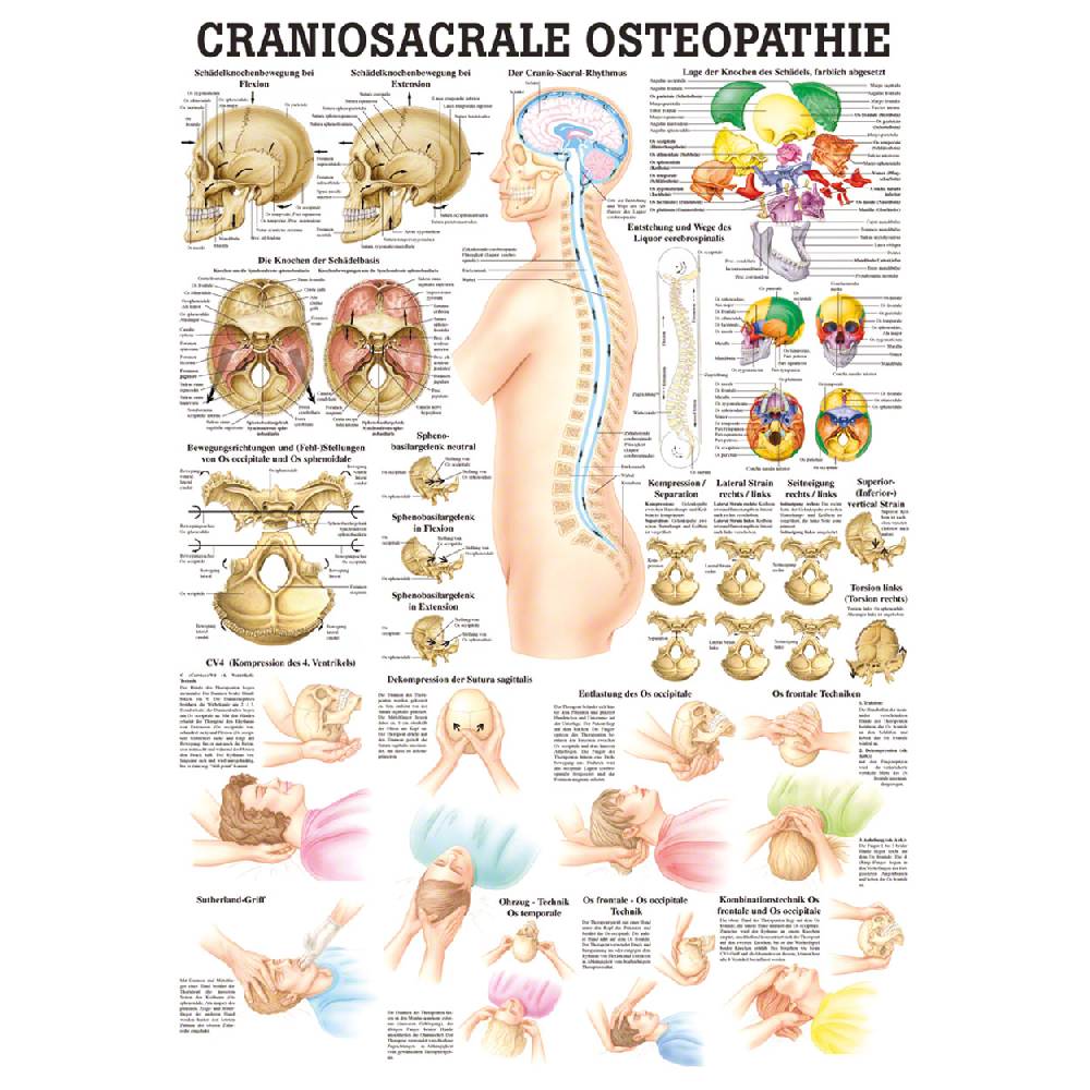 Sport Tec Lehrtafel "Craniosacrale Osteopathie" LxB 100x70 cm Riesige Rabatte