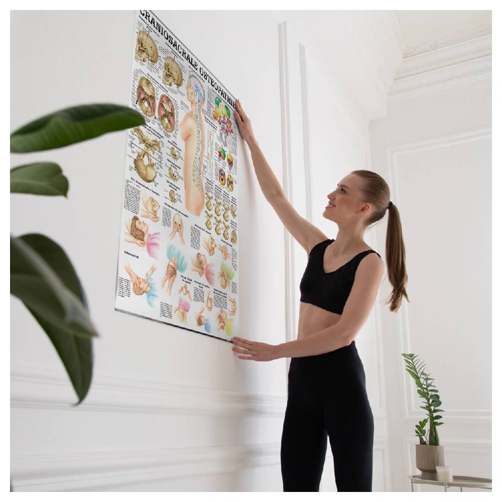 Sport Tec Lehrtafel "Craniosacrale Osteopathie" LxB 100x70 cm Riesige Rabatte